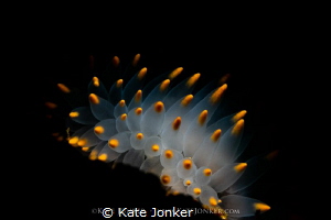 Inner Glow
Orange Gasflame Nudibranch detail, photograph... by Kate Jonker 